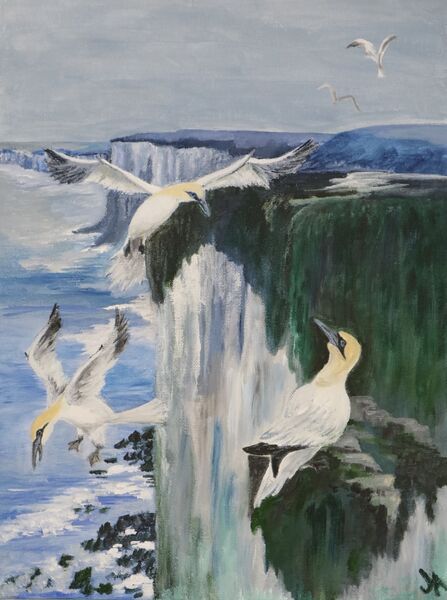 Gannets