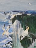 Gannets