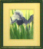 "Summer" Irises, Joan Bailey