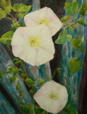 Convolvulus, Linda Farrington