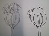Seed Shapes 4