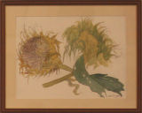 Sunflowers - Pam Smith