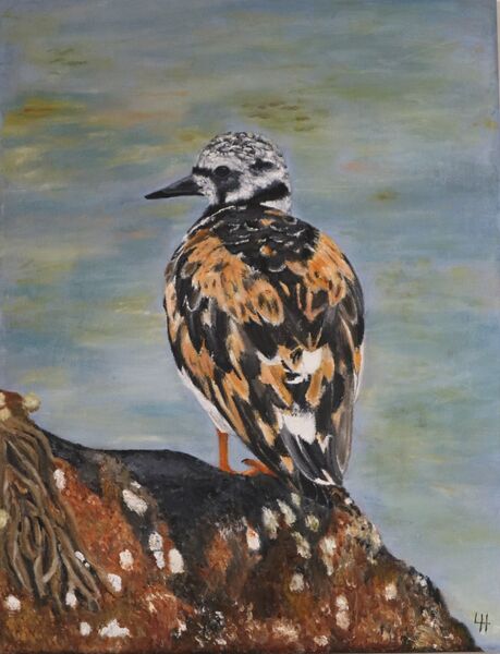 Turnstone