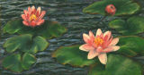 Water Lilies -Jean Major