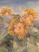 Sunflowers, near St Blaise du Buis, 2015