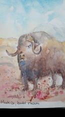 Musk Ox, Kendal Museum