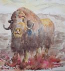 Musk Ox, Kendal Museum