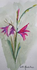 Wild Gladiolus, Crete