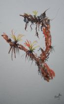 Bromeliads, w foothills of Cordillera Blanca, Peru