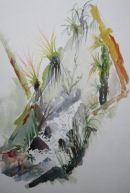 Bromeliads, w foothills, Cordillera Blanca, Peru