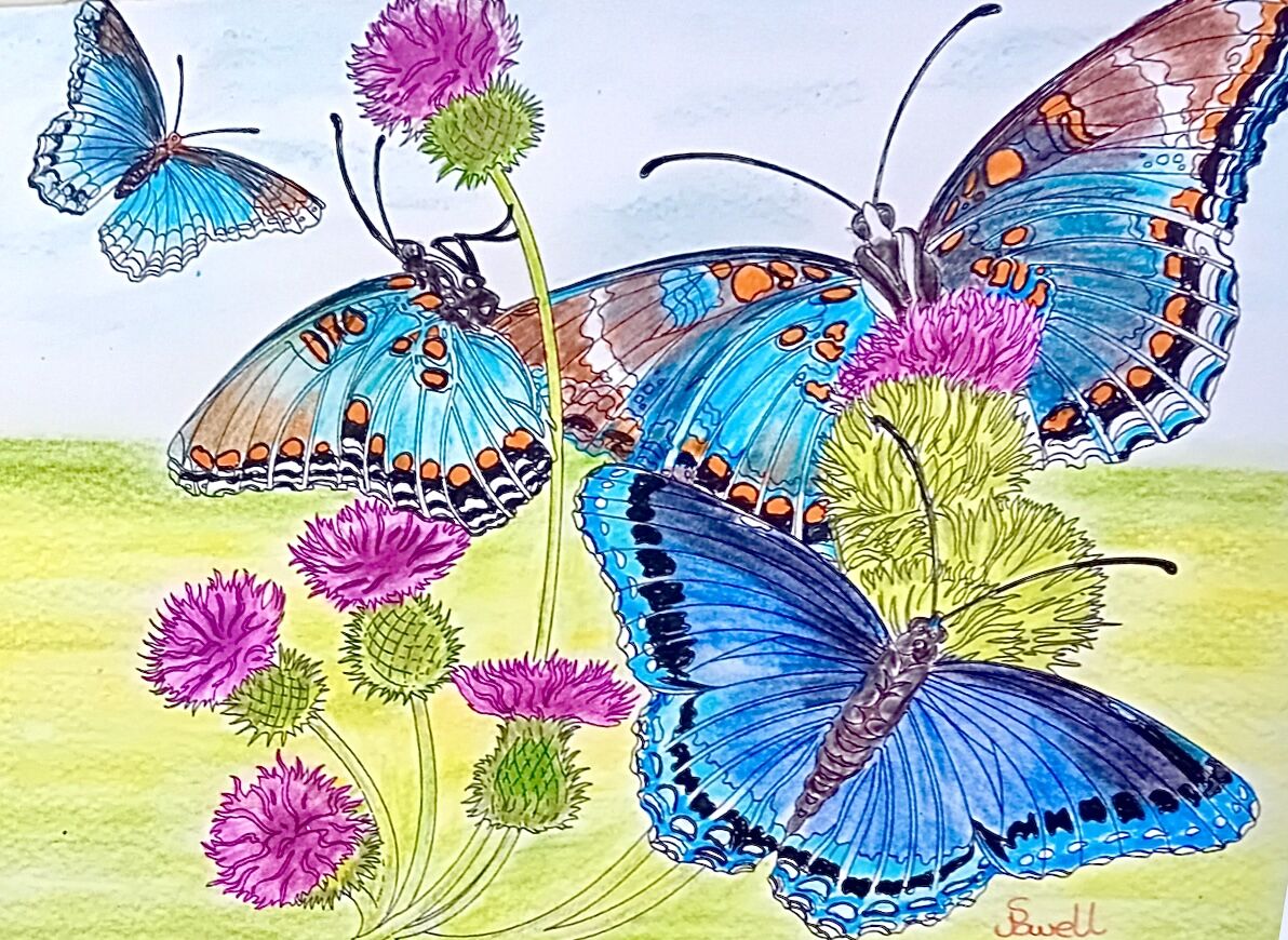 Colin Powell. Red Spotted Purple Butterfly..