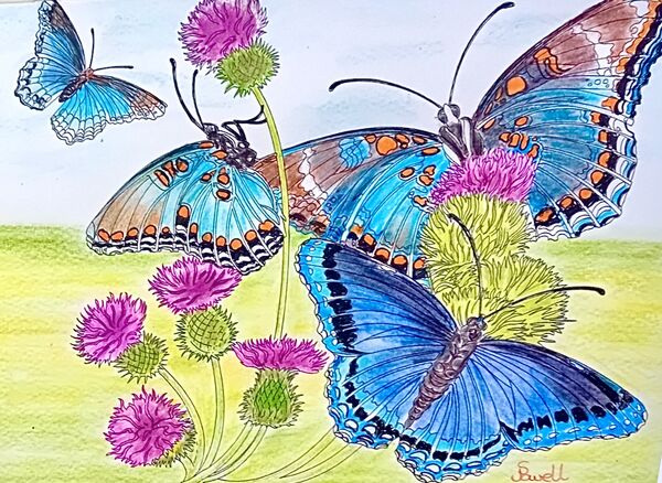 Colin Powell. Red Spotted Purple Butterfly..