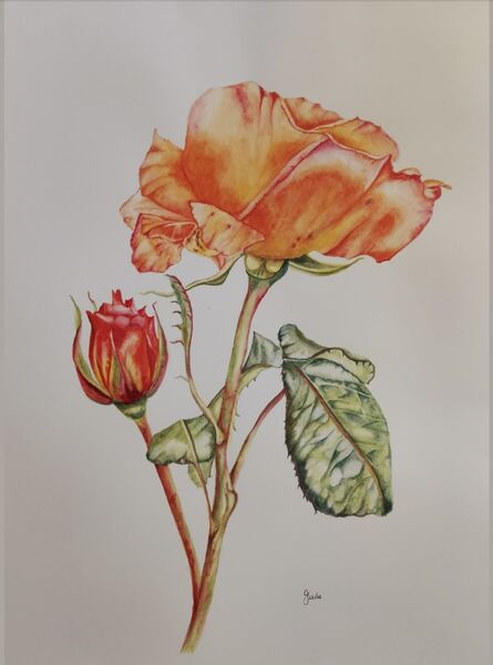 Rose. Judith Forsey