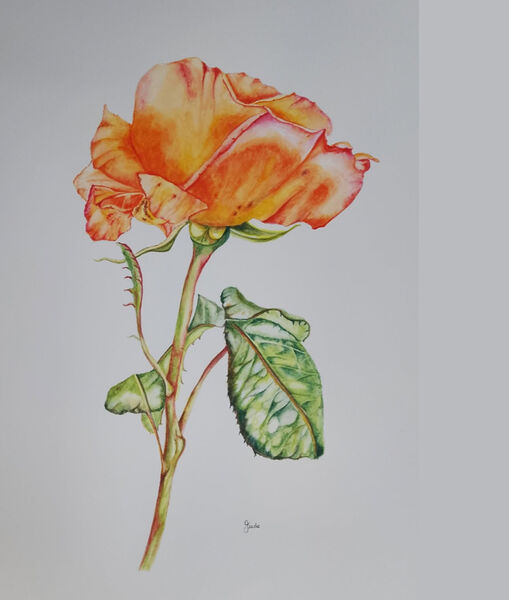 Judith Forsey. ‘Rose’. Watercolour.