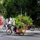 Garden  centre delivery Hanoi