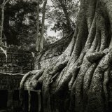 Ta Prohm-Roots