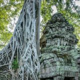 Ta Prohm Temple 3