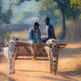 Early morning in the donkey cart, Mtunthama