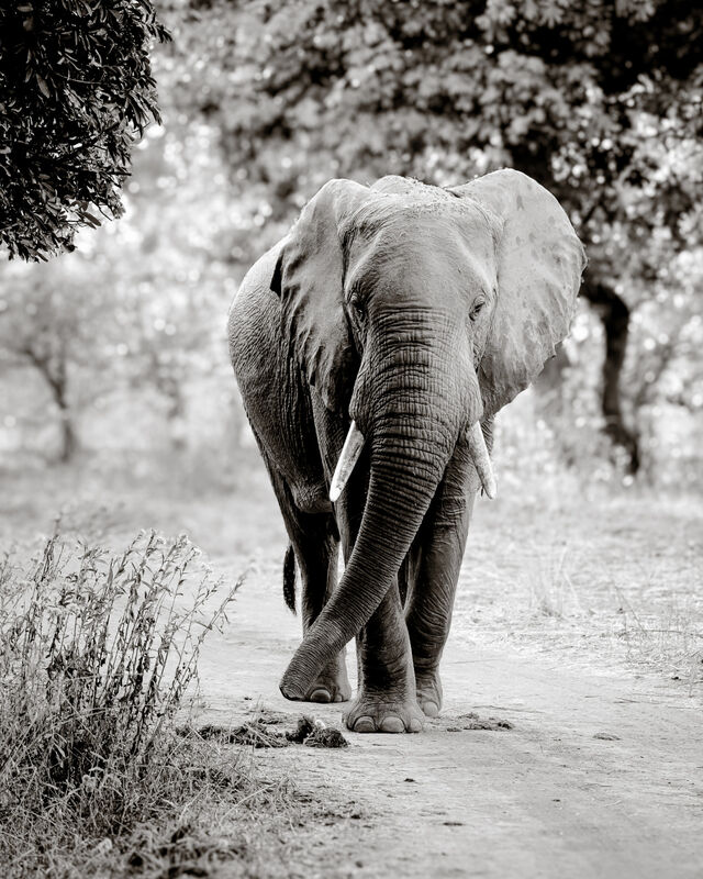 Elephant approaching