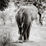 Elephant approaching