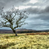 Longshaw Estate to Carl Wark, Derbyshire