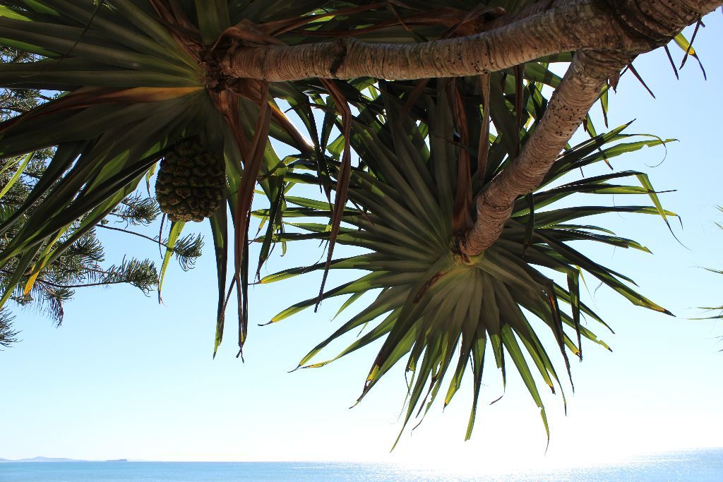 Palm trees