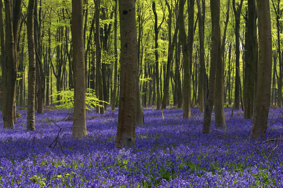 Micheldever bluebells
