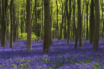 Micheldever bluebells