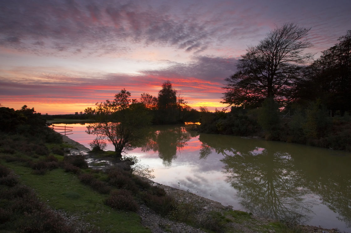 New Forest