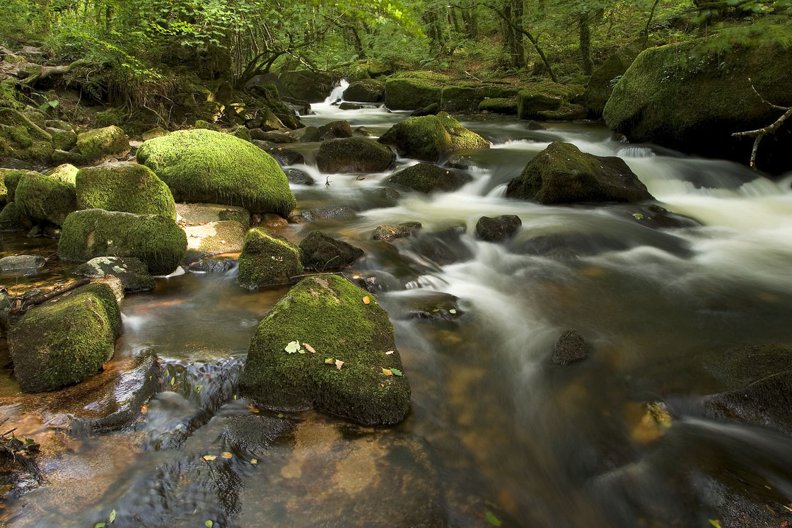 Rocky woodland river