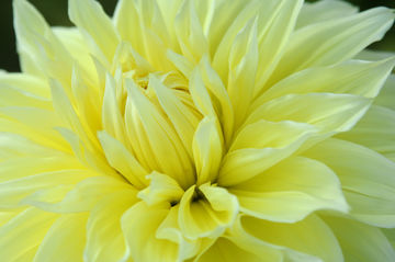 Flowers sample 8