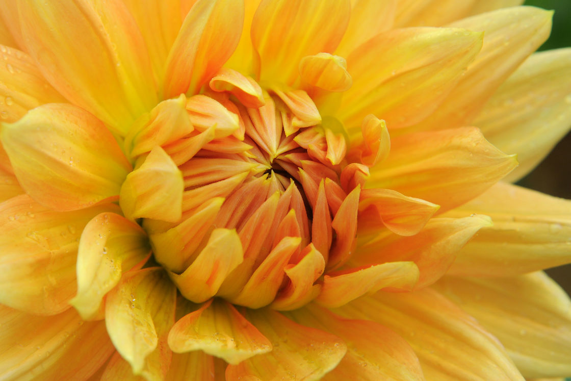 Flowers sample 9