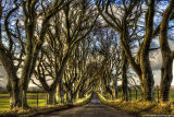 The Dark Hedges County Antrim