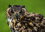 European Eagle Owl