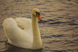 Swan