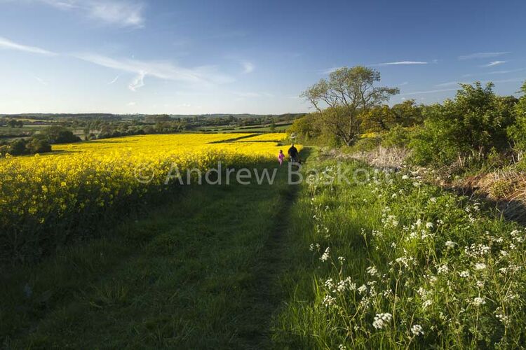 Enjoying some leisure time out walking their family dog in rolling summer countryside, is a dad and his young daughter.