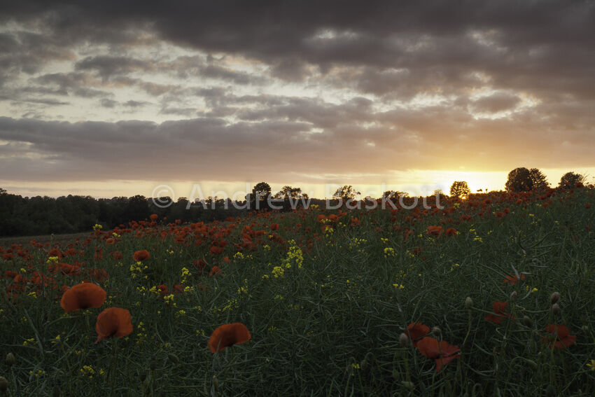 Photographers love photographing poppies. Here, on a summer's evening, vibrant red poppies flourish among the fading yellow flowers of oilseed rape with the golden glow of sunset on the horizon.