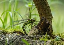 001 Southern Hawker