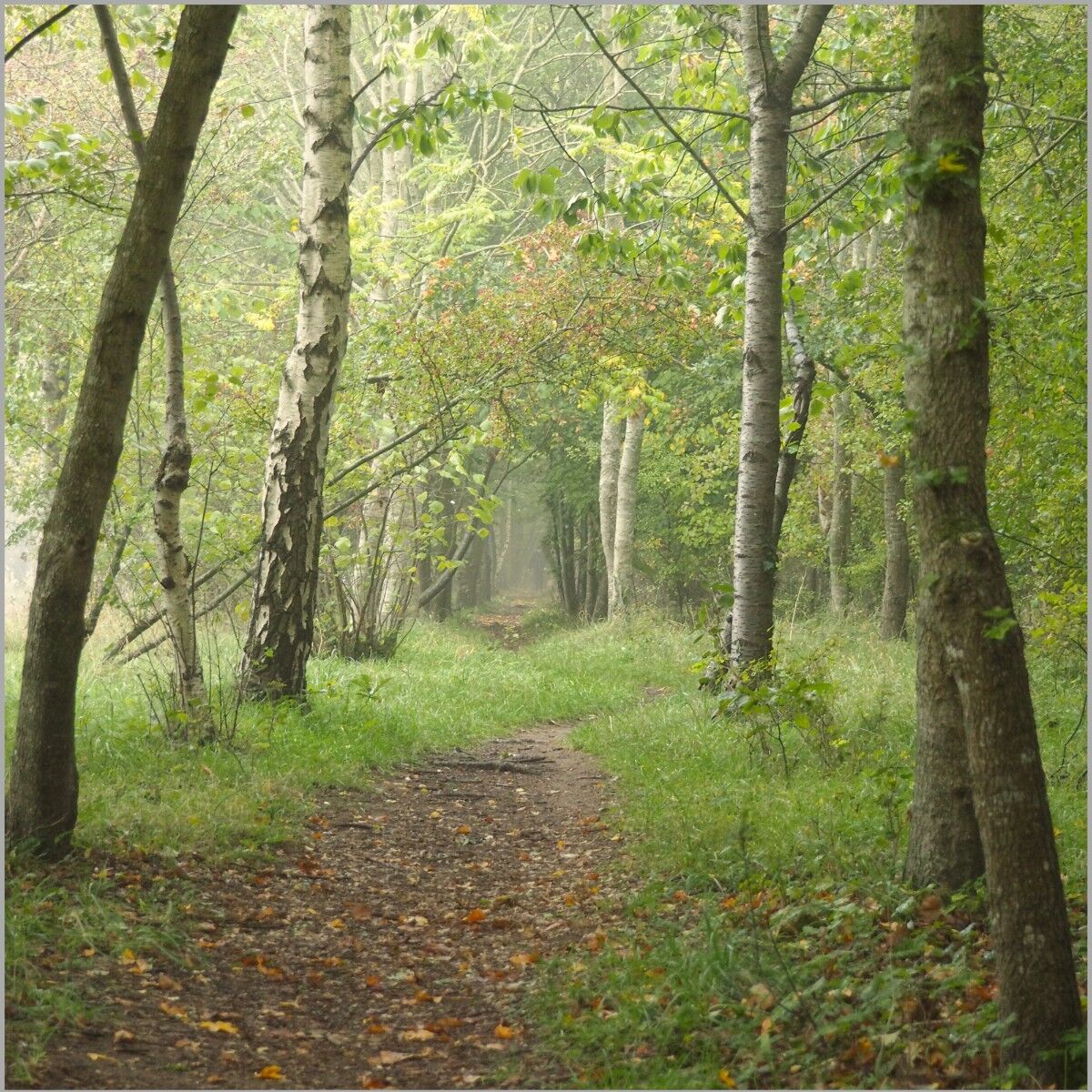 002 Turning Leaves Turning Paths