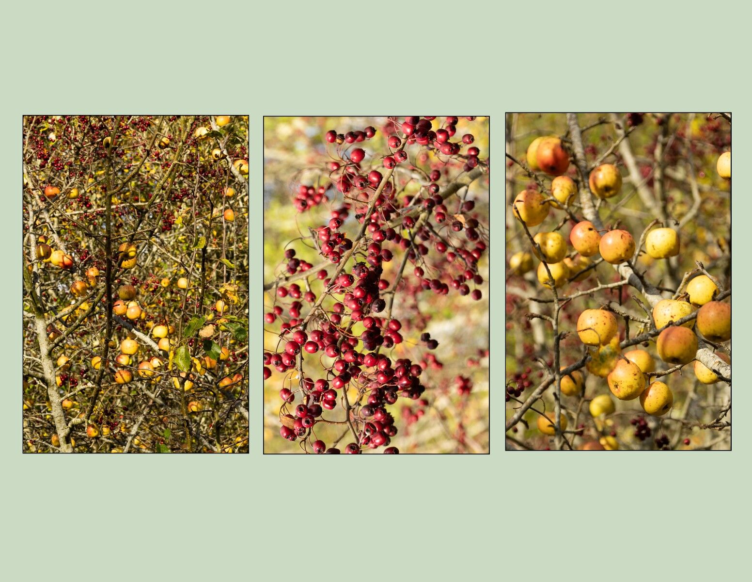 004 Autumn Fruits