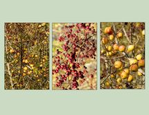 004 Autumn Fruits