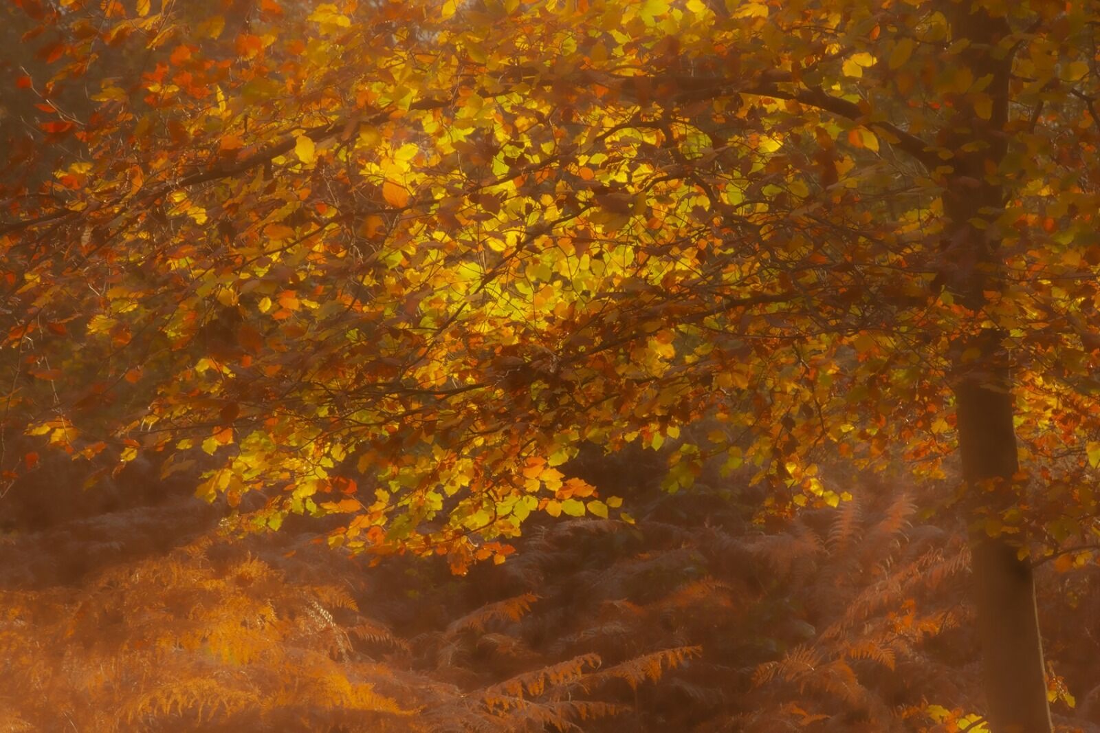 004 Golden Hour at Burnham Beeches