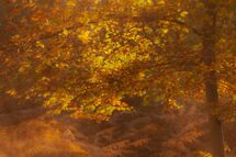 004 Golden Hour at Burnham Beeches