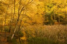 005 Golden Pond