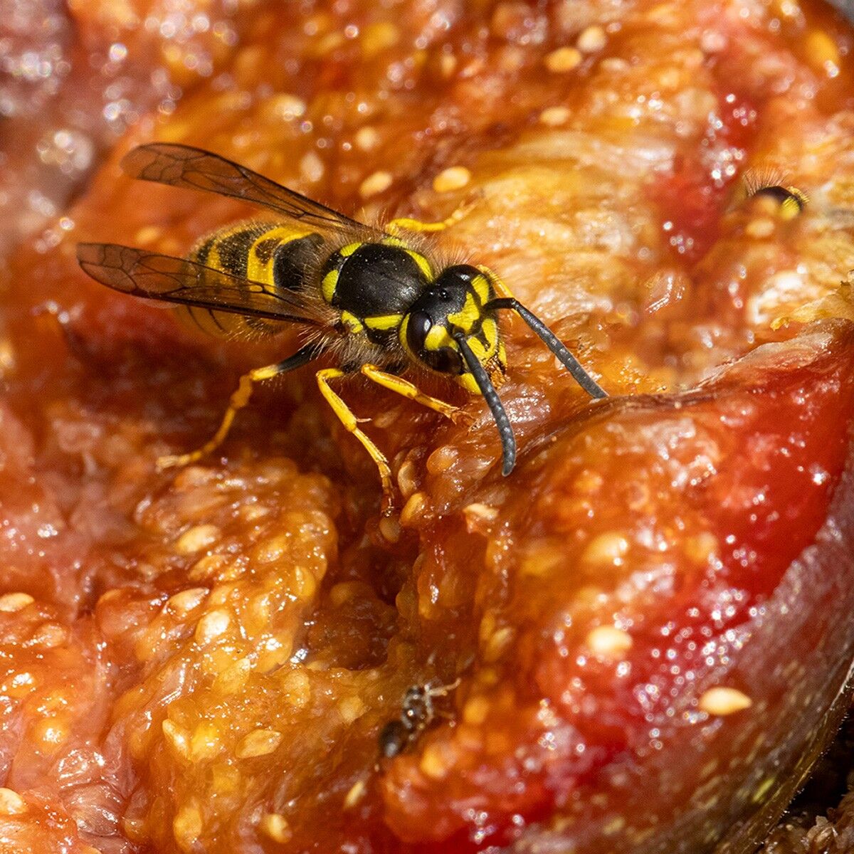 005 Vespula Vulgaris