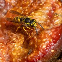 005 Vespula Vulgaris