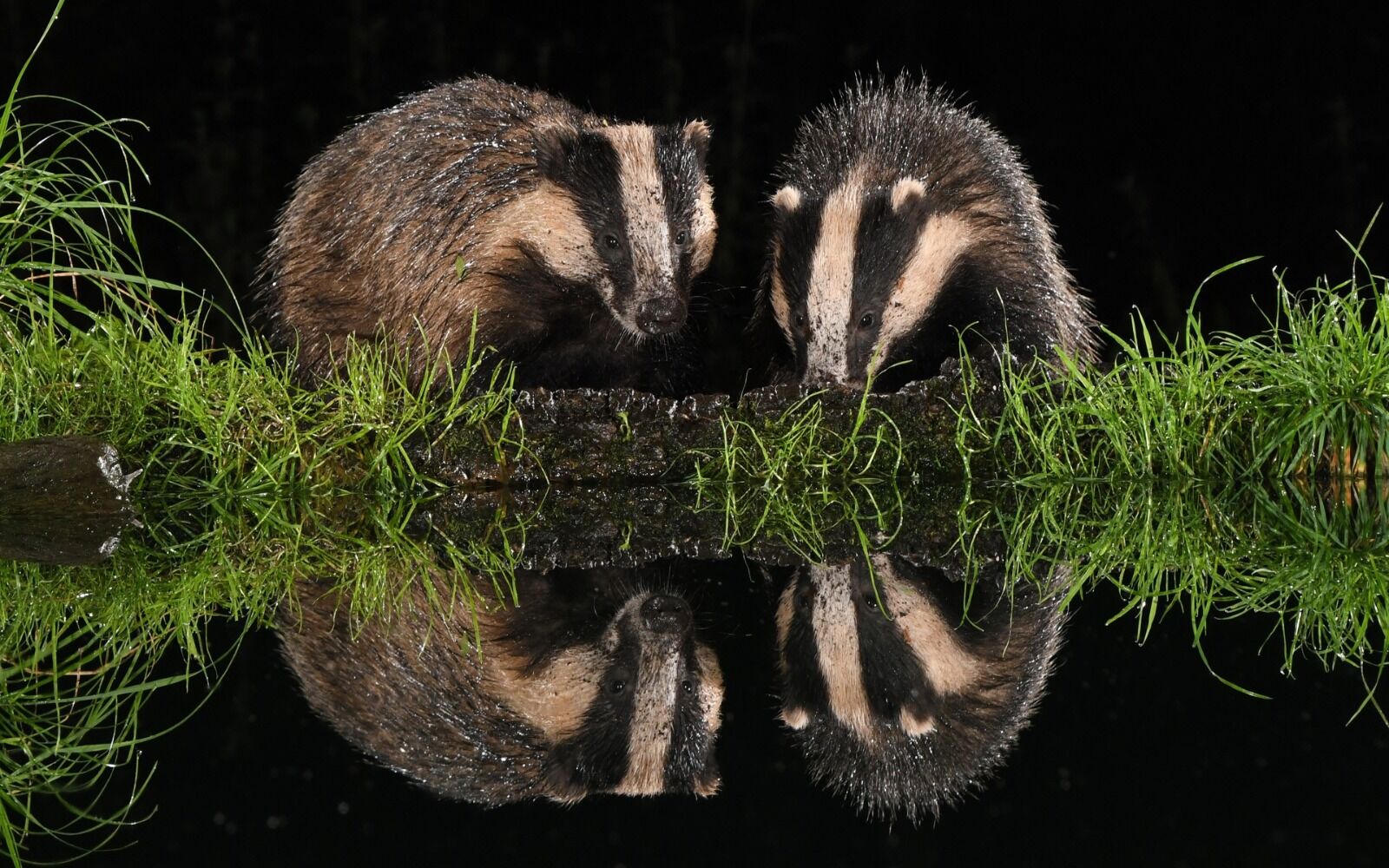 006 Badgers