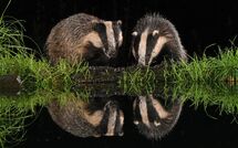 006 Badgers