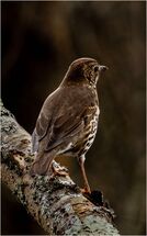 006 Turdus Philomelos