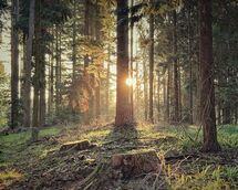 007 Bagley wood sunrise